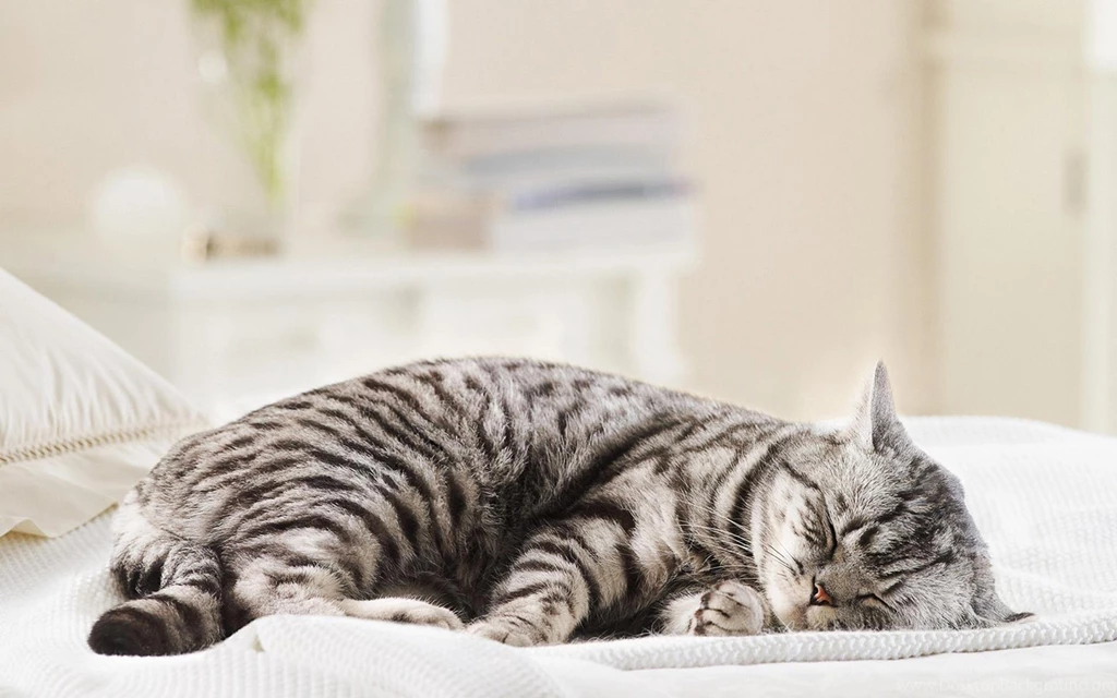Fat Scottish Fold Cat Sleeping On White Bed