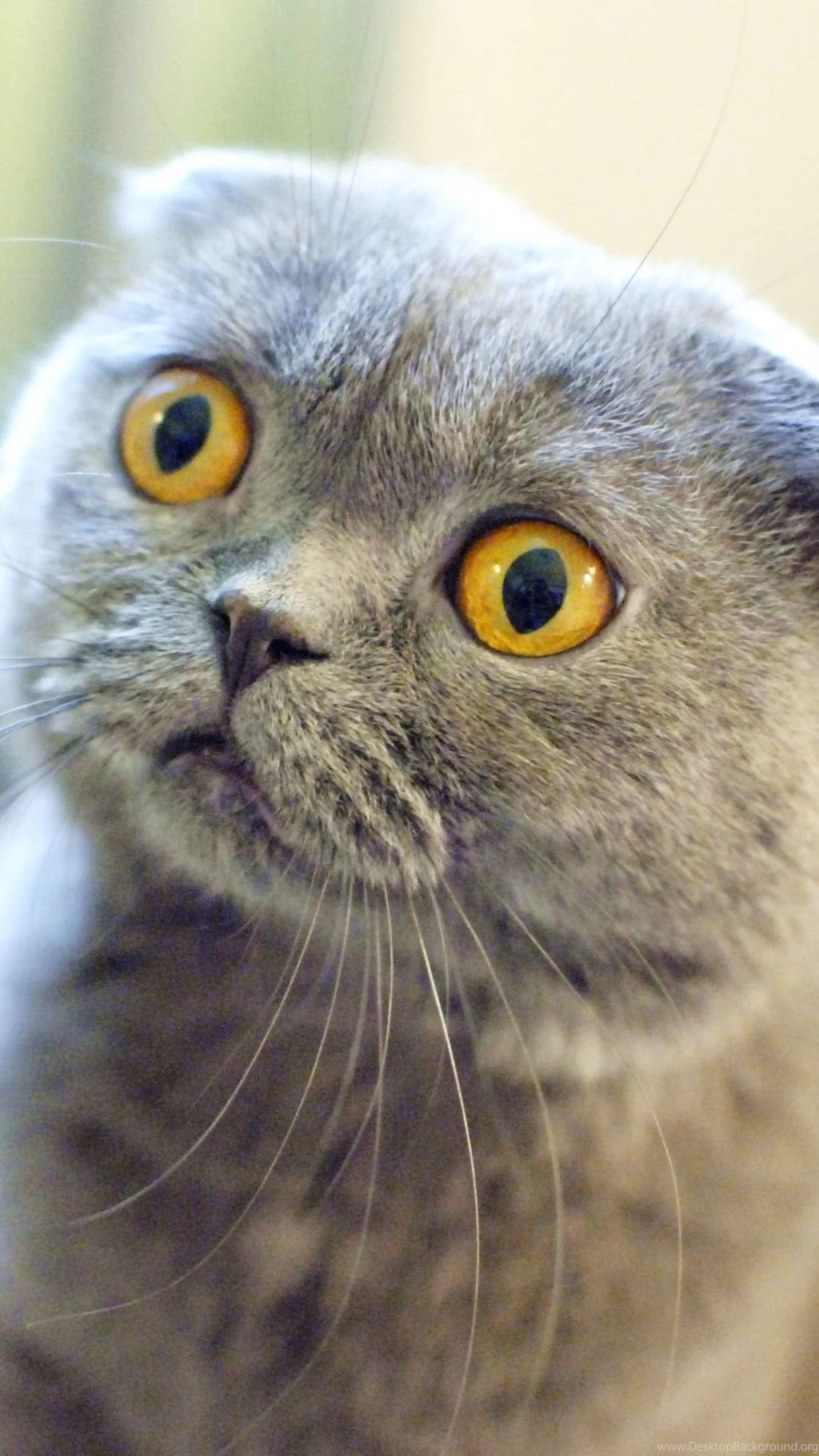 Scottish Fold CatSamsung Wallpapers Download