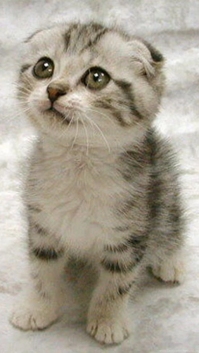 Scottish Fold Cat Wallpapers   Free iPhone Wallpapers