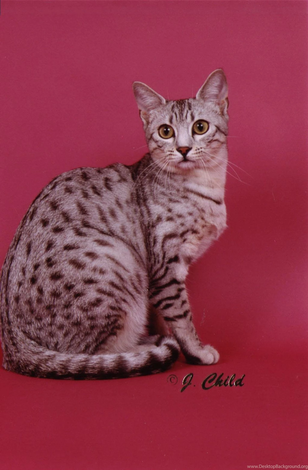 Free Wallpapers Egyptian Mau Cat Red Backgrounds