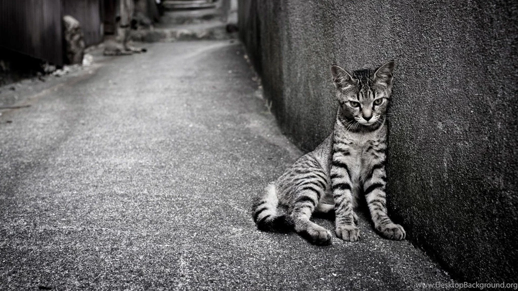 Egyptian Mau Cat On The Street Wallpapers And Images Wallpapers ...