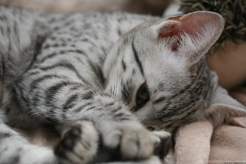Playful Egyptian Mau Kitten Photo And Wallpaper. Beautiful Playful ...