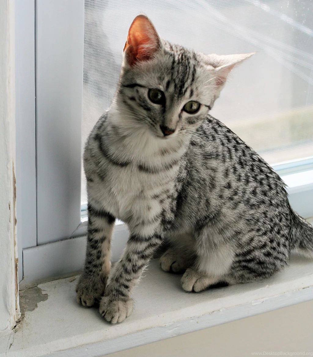 Egyptian Mau Cat Images