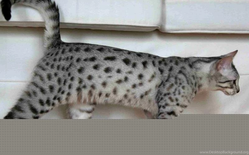 Egyptian Mau Cat Walking Wallpaper,Egyptian Mau Cat Wallpaper,cute ...