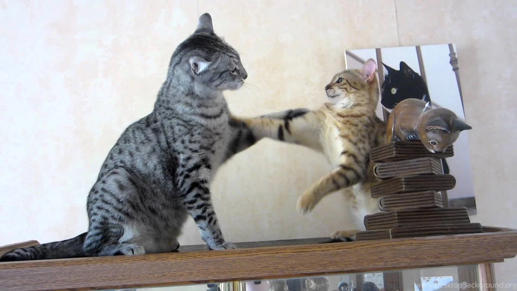 Egyptian Mau Cat Pictures, Breed Personality