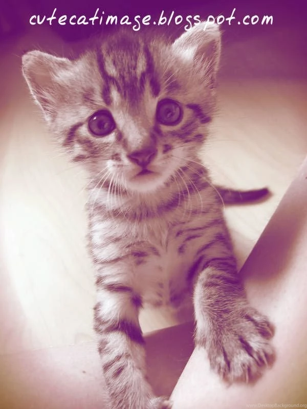 What? :D / More : Http://cutecatimage.blogspot.com / Egyptian Mau ...