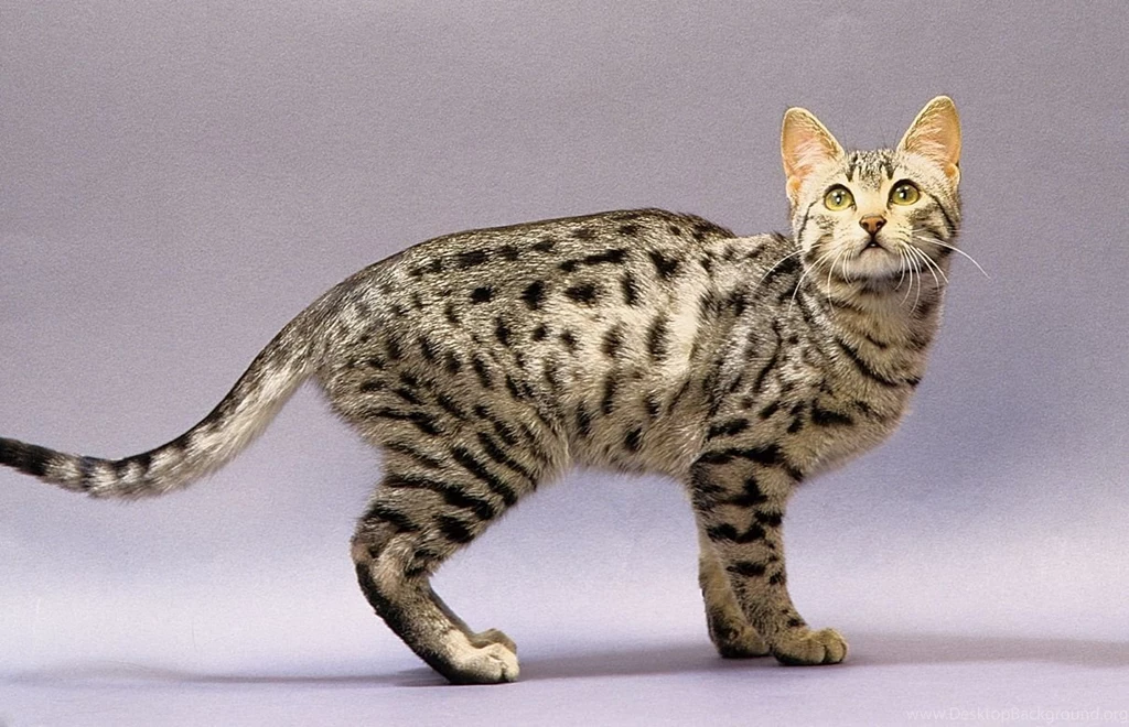 Bengal Cat Facts