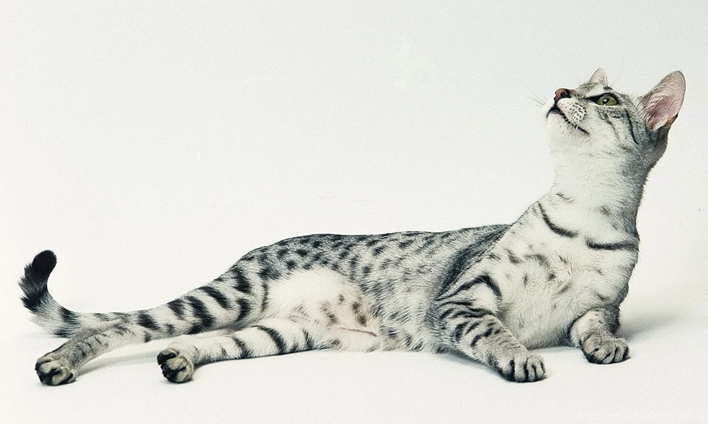 Silver Colored Egyptian Mau 1024x768px