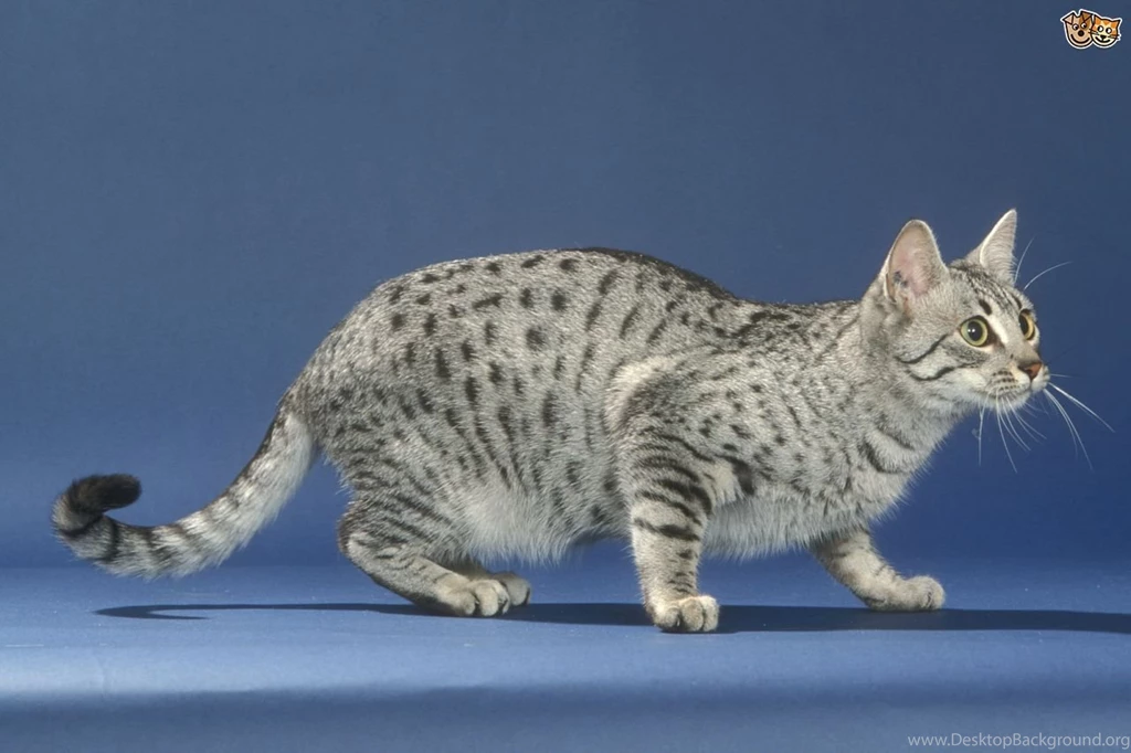 15 Most Famous Cat Breeds Of The World