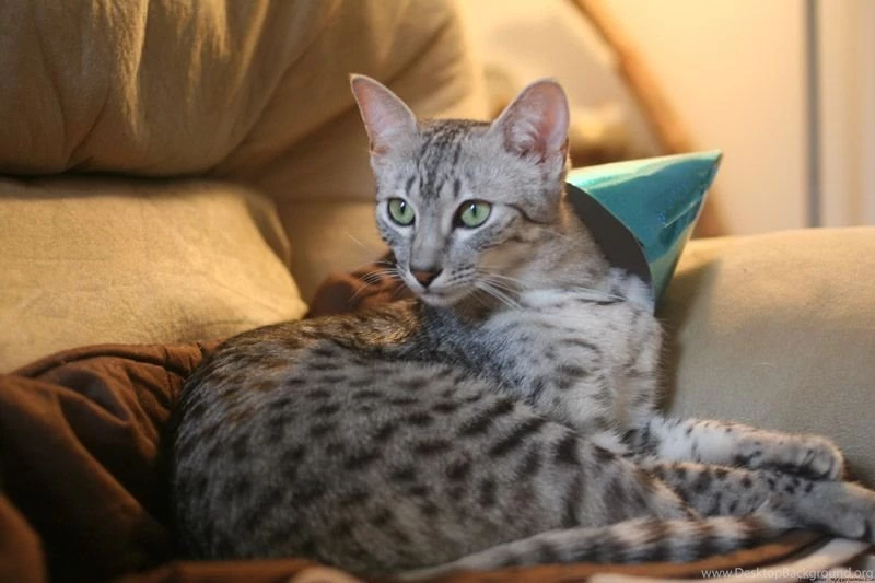 Egyptian Mau On The Couch Photo And Wallpaper. Beautiful Egyptian ...