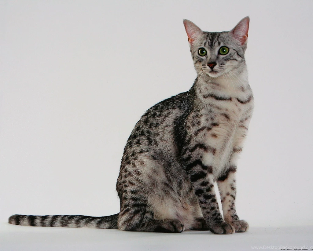 Egyptian Mau Wallpapers HD Download