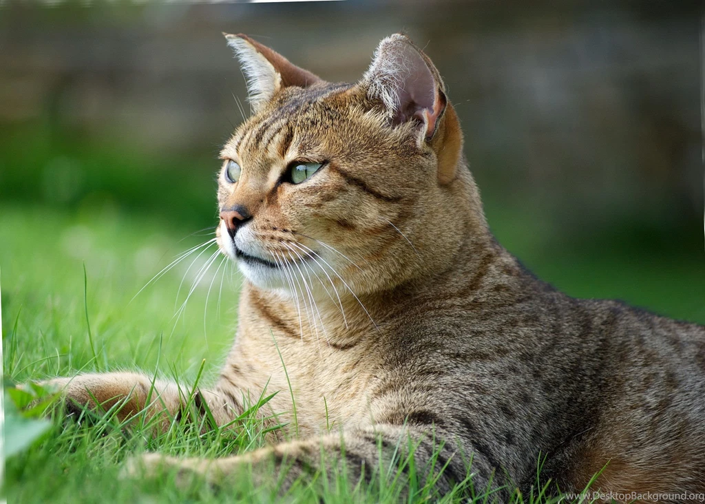 Egyptian Mau High Definition Wallpapers