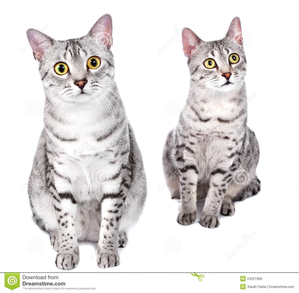 Pictures Of Egyptian Cats HD Wallpapers Pretty