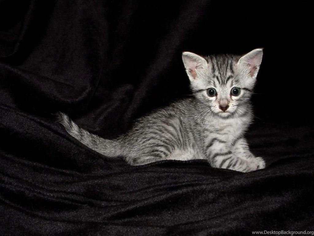 Week 1 Egyptian Mau (New Idea, Please Read!) By PetAntics On ...