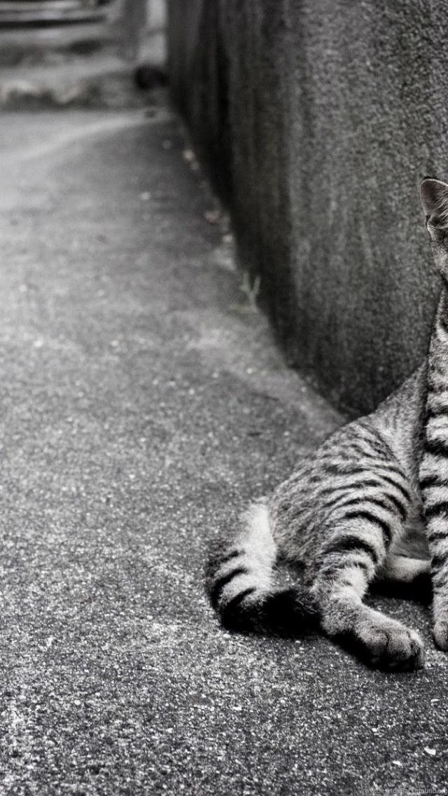 HDscreen: Animals Cats Egyptian Mau Monochrome Desktop Bakcgrounds