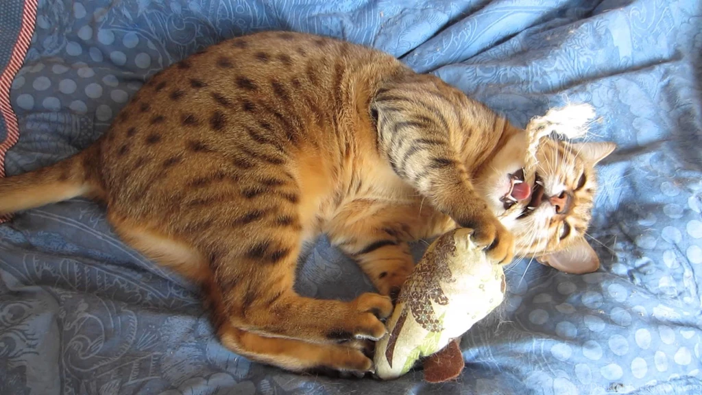 Galadriel, Bronze Egyptian Mau Cat, Playing With Her Toy YouTube