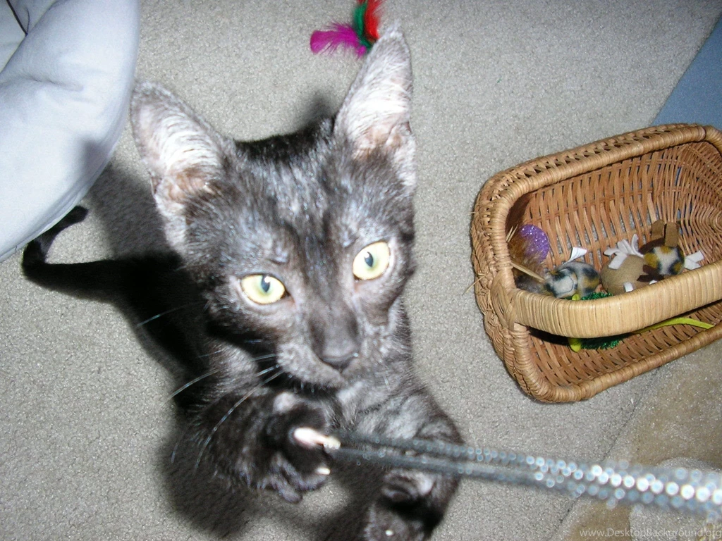 Adopting Egyptian Mau Kittens