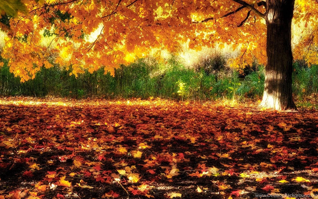 Fall Backgrounds For Desktop Wallpapers 225577