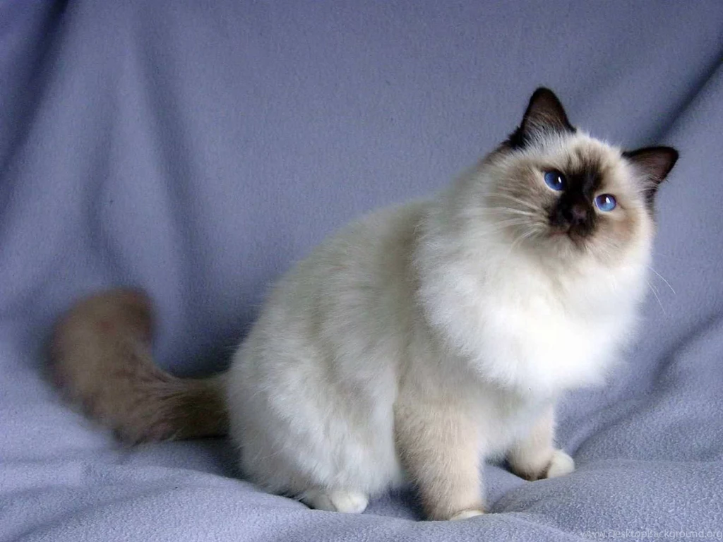 Birman Cats Desktop Wallpapers