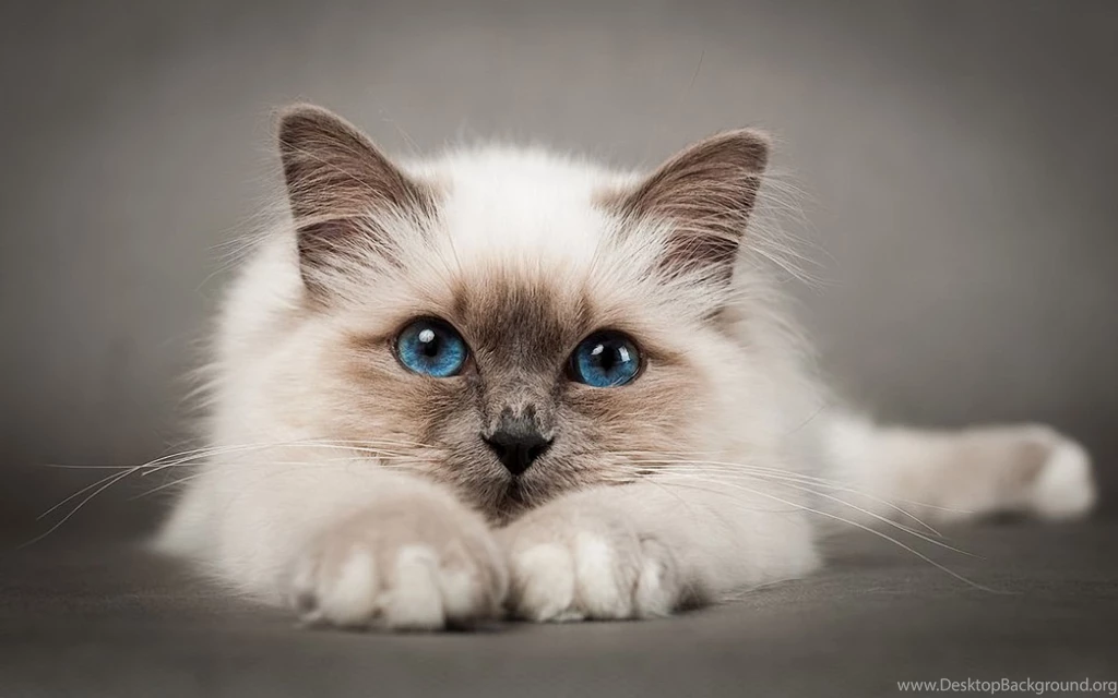Birman Wallpapers HD Download