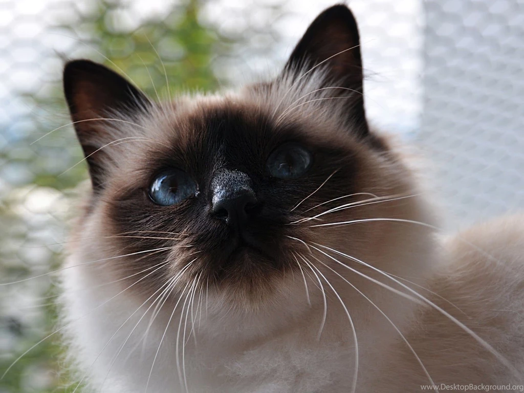 Birman Cat Wallpapers