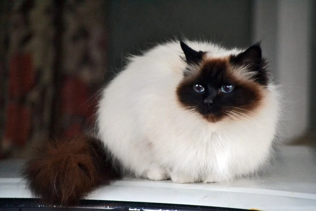 Birman Cat Info, History, Personality, Kittens, Diet, Picture ...