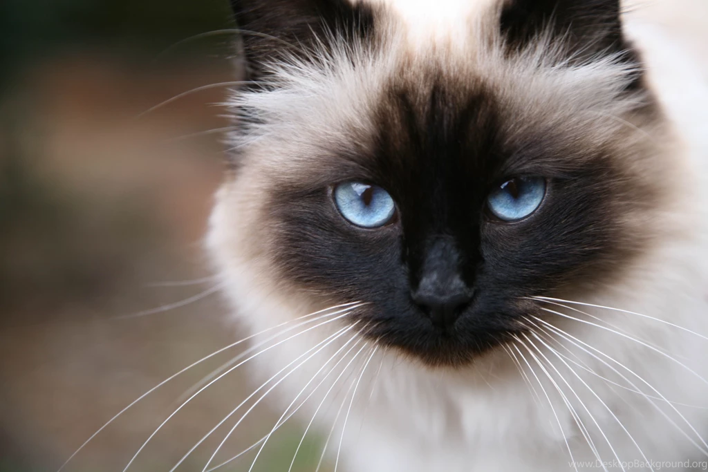 Birman Cats Images Desktop Wide.jpg
