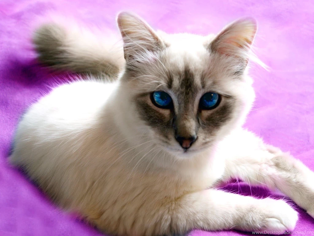 Birman Cat Wallpapers