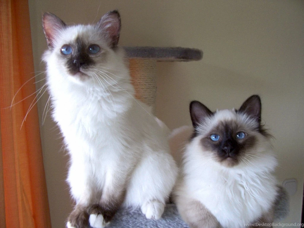 Two Birman Cats Wallpapers