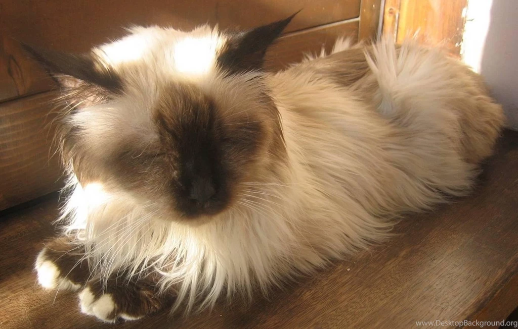 Free Wallpapers Birman Cat Free Birman Cat