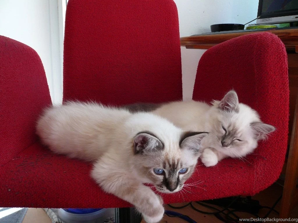 Birman Cat Wallpapers