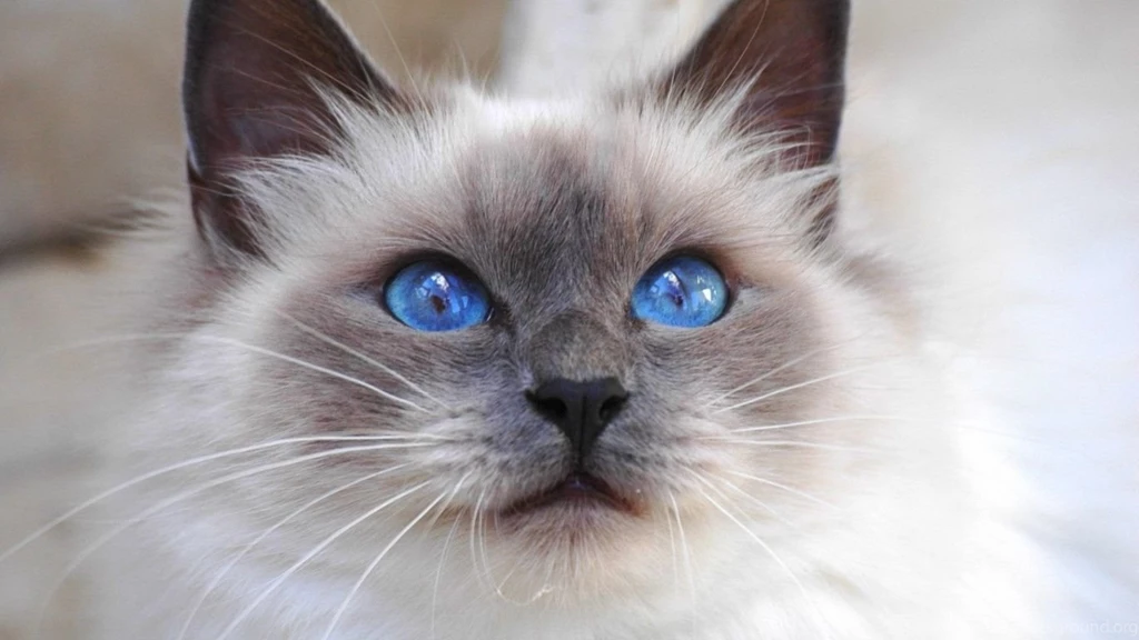 Birman Pictures On Animal Picture Society