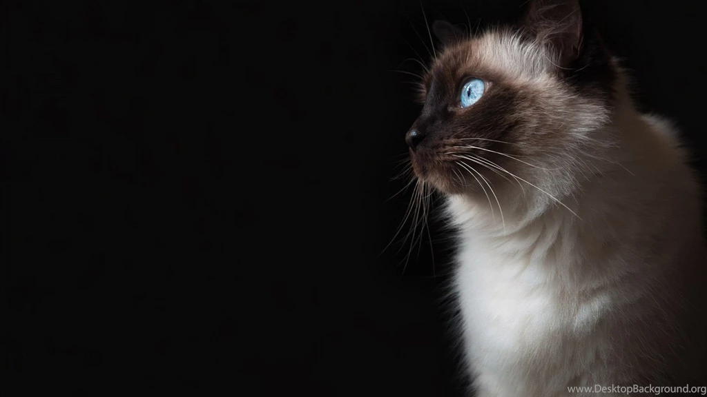 Birman Desktop Pictures