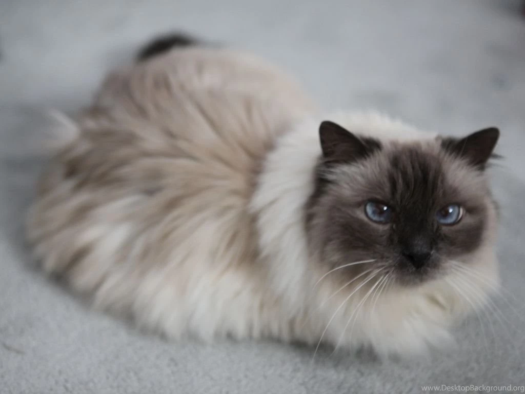 Sharif, The Birman Cat A Photo On Flickriver