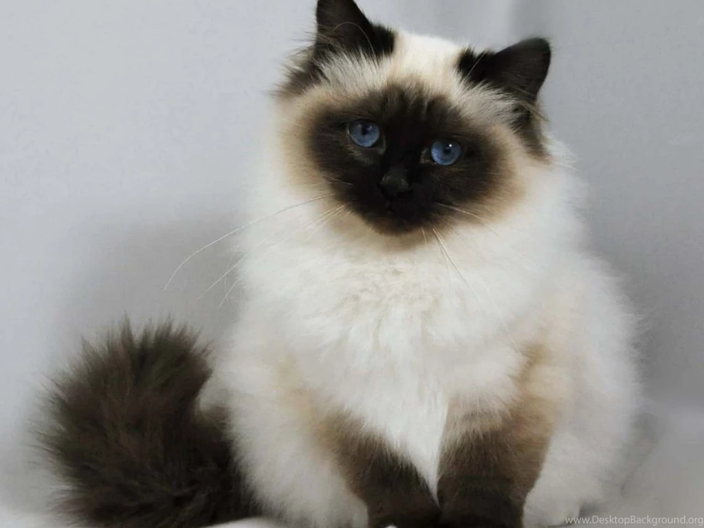 Birman Cat HD Wallpapers   , New Wallpapers, New Wallpapers