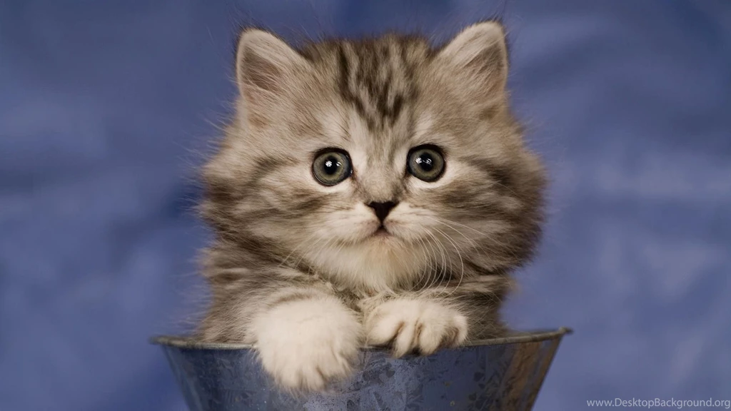 Angry Birman Cat Pets Animal Photo