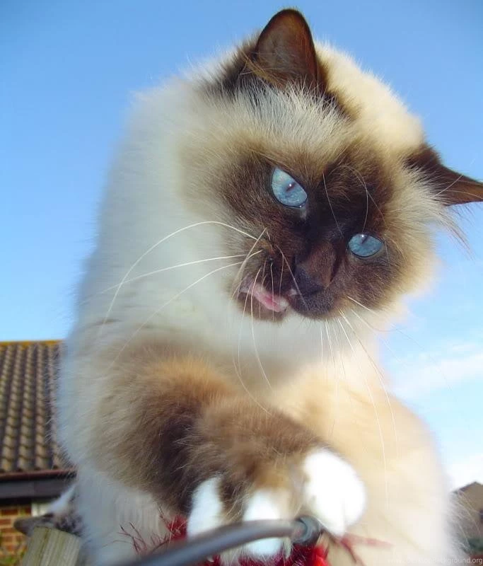 Free Wallpapers Birman Cat Head