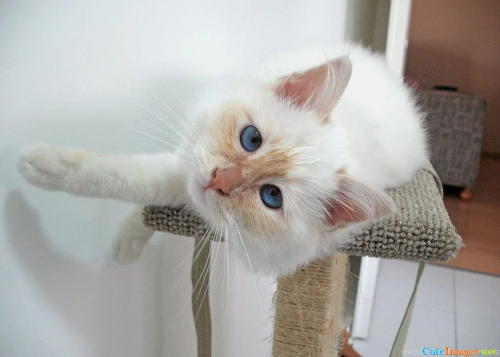 Milo Birman´s Cat Cats   CuteImages.net