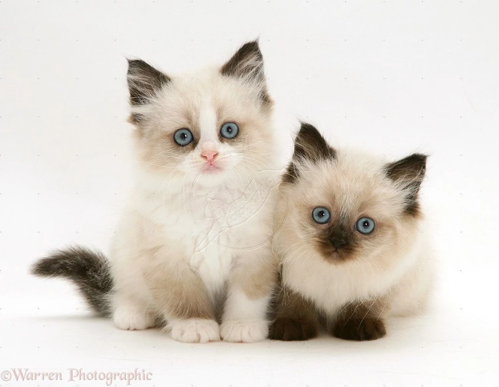 Kittens Cute & Lovely Wallpapers   Backgrounds Free Images