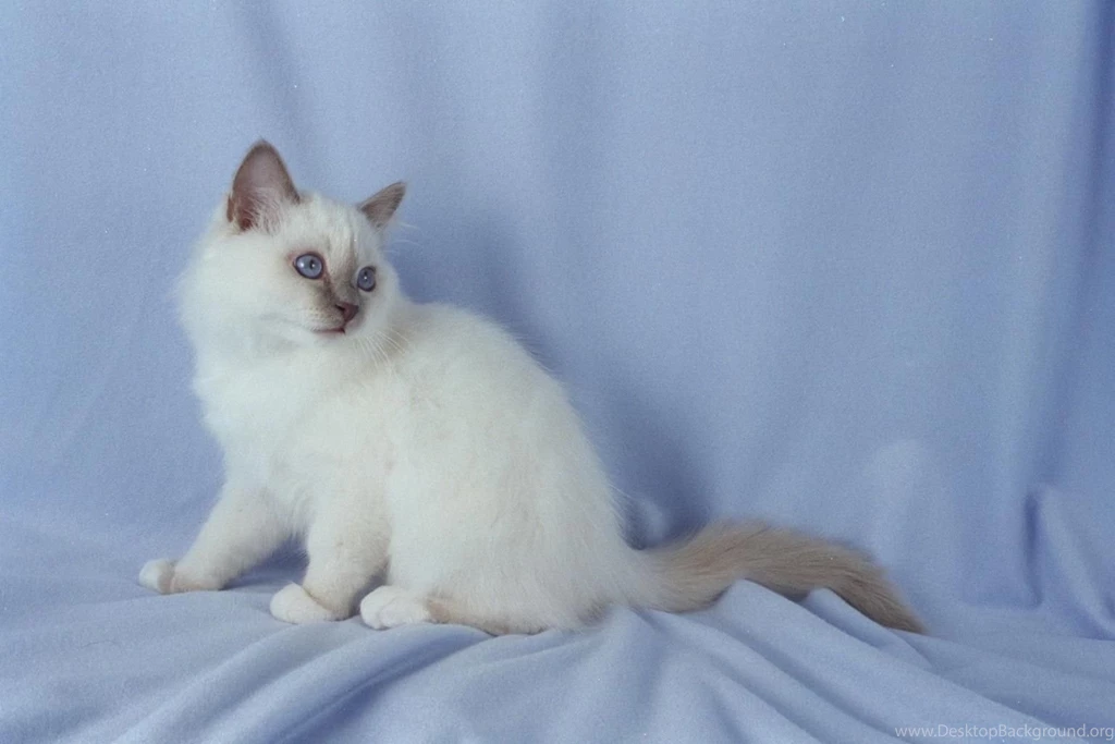 Free Wallpapers Birman Lilac Point Cat