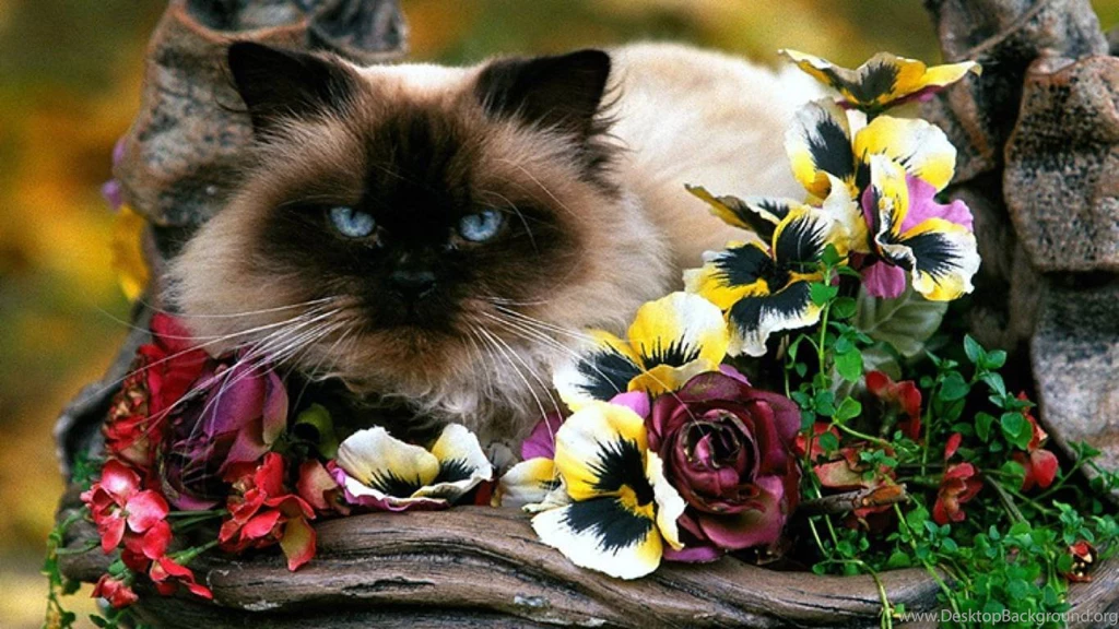 Birman   Cats Wallpapers