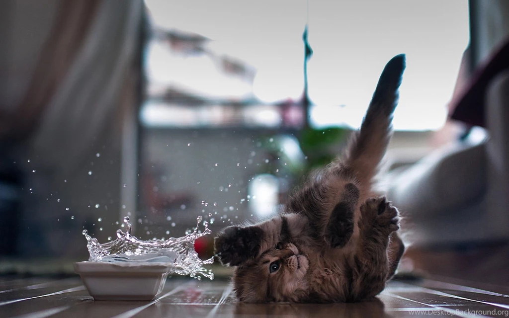 Funny Kitten Wallpapers