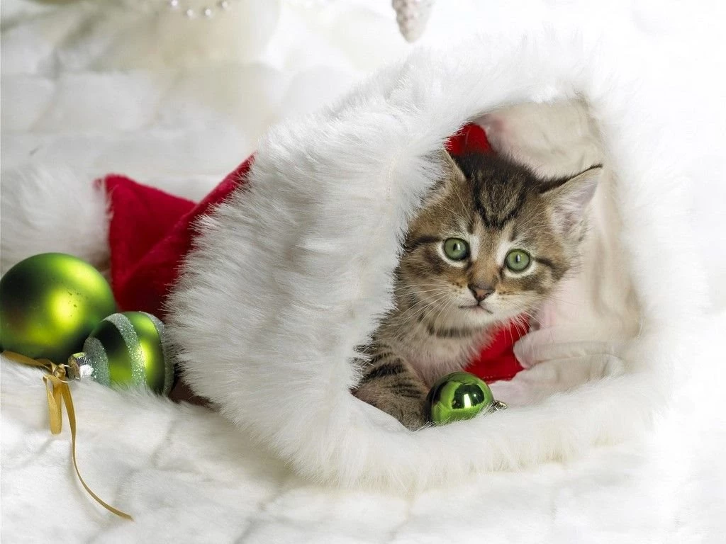 Funny Kitten Wallpapers