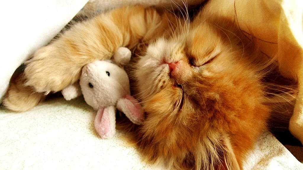 Cute Kitten Wallpaper1.jpg