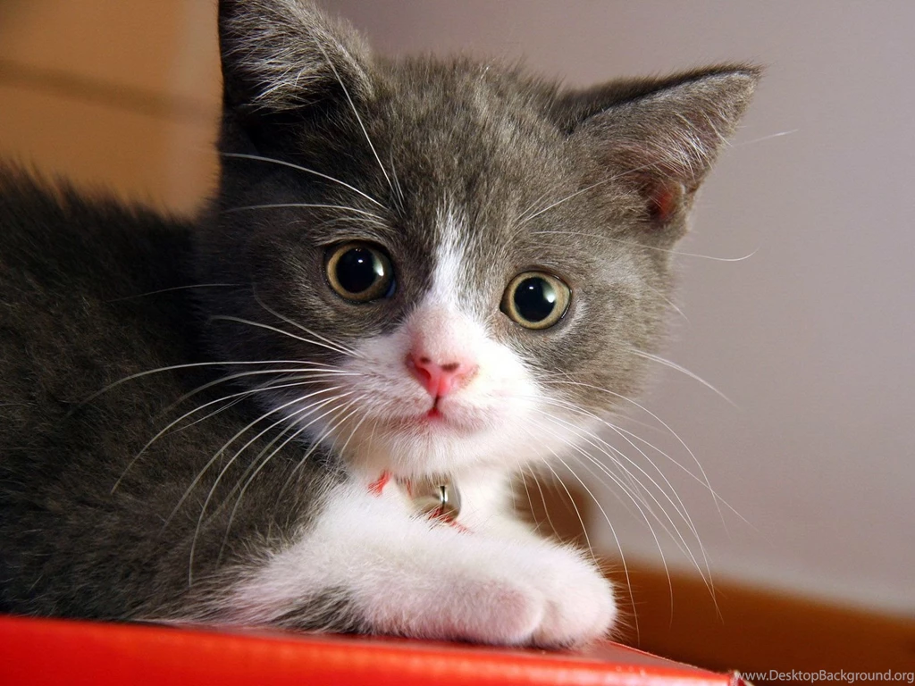 Gallery For Desktop Kitten Wallpapers