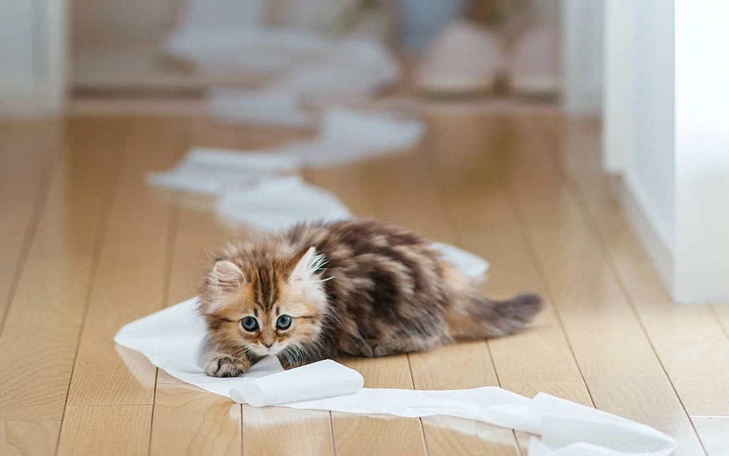 Funny Kittens Images Photos FynnEXP
