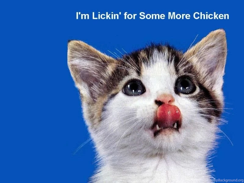 Pets Wallpapers, Cats Backgrounds, Dogs Desktops