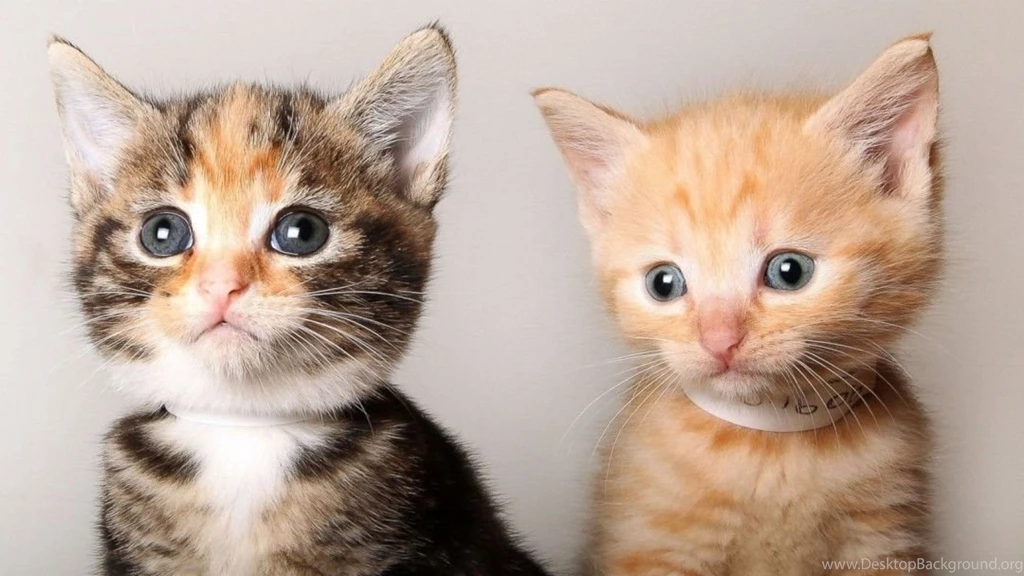 Funny Kitten Wallpapers Wallpapers