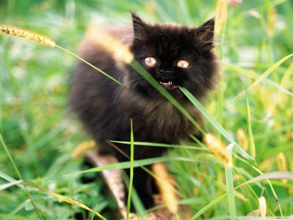 Funny Kitten Eating Grass HD Desktop Wallpapers : High Definition ...