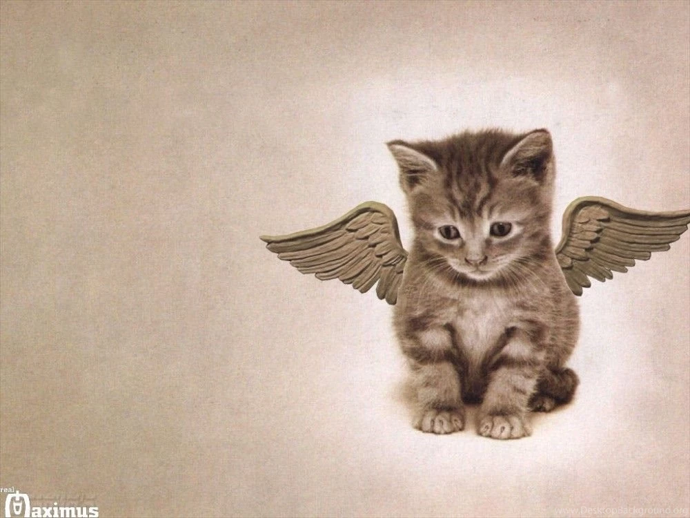 Cats: Cat Wings Nice Funny Kitten Cute Cats Free Download ...